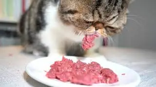 Cat Eating Raw Ground Beef (eating Sounds only, no music) Exotic Shorthair - ASMR