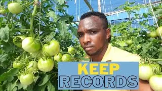 Recording hydroponic greenhouse tomato production data