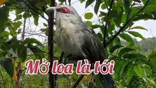 phướn mặt quỷ mồi