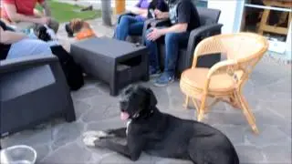 Zraz nemeckych dog / Great Danes
