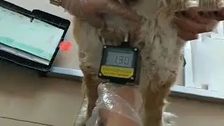 The most popular Pig/Dog/Cow/Sheep Ovulation Detector Pregnancy Planning - GREAT FARM