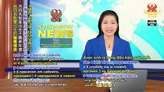 2650 NWN 7 Belgium bans incarcerating dolphin people in dolphinariums 1080p