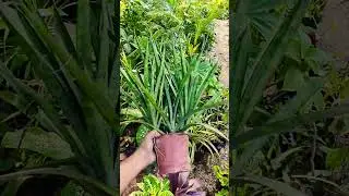 snake plant with pot dispatch online order now WhatsApp 9122907352 #plants