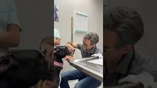 Funny Treat Dispenser Great Dane Dad Is  Advised By Vet That Girl Dog Needs To Diet - Sad Dad