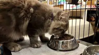 Nourish Life by Nurture Pro Cat Food #catfood #nurturepro #nurtureprophilippines #premium