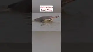 Ganges River Dolphin return to Ganga River 🌟 #facts #upsc #motivation