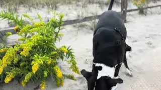 Ruka stops to smell the flowers 