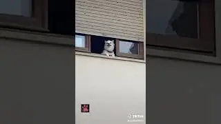 Cane curioso