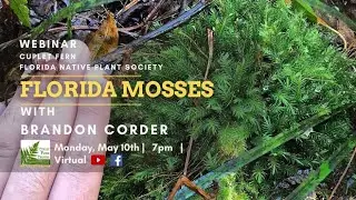 Mosses of Florida