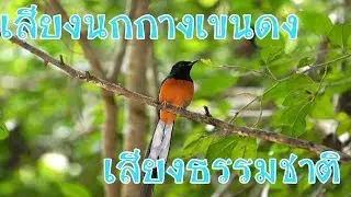 เสียงนกกางเขนดงจากธรรมชาติแท้ๆ ร้องเรียกกัน