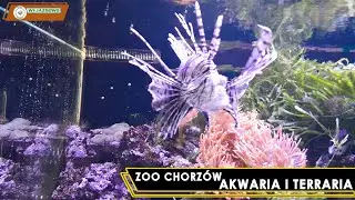 ZOO CHORZ&Oacute;W - Akwaria i Terraria