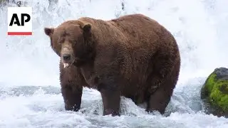 Chunk, a 1,200-pound bear with a broken jaw, wins Alaska's Fat Bear Week contest