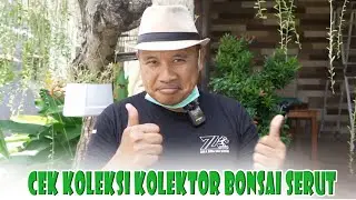 CEK KOLEKSI KOLEKTOR BONSAI SERUT