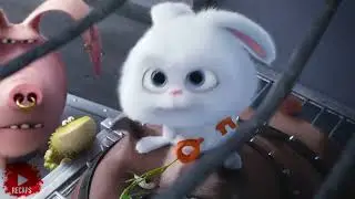 The Secret Life of Pets 2016 Full Movie Recap