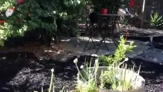 Resort-style backyard