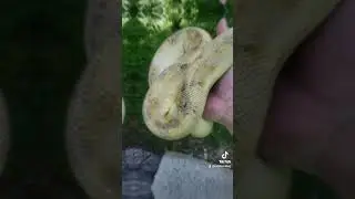 my pastel champagne ball python i made is growing nicely