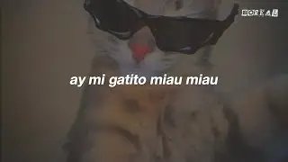 ay mi gatito miau miau (Letra)