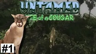 Fight with the wolf pack! |Untamed Life Of a Cougar| #1