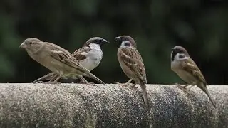 Birds of village EP:1 