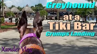 Greyhound at Crumps Landing tiki bar! 🍹 | Old Homosassa Florida | Retired racer lifestyle