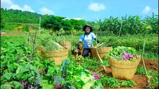 Harvest Purple Lettuce Go To The Market To Sell – Cook Beef With Purple Lettuce – Gardening