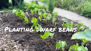 Self Sufficient Garden - planting multisown dwarf beans 🫘