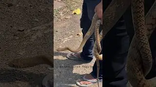 Red Snake | साँप | Danger | #snake #redsnake #shortsfeed #shorts #viral