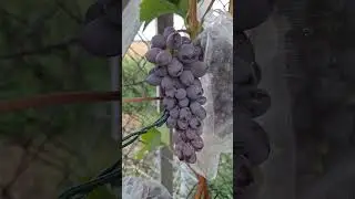Čierne odrody viniča. Black grape varieties. Чорні сорти винограду.