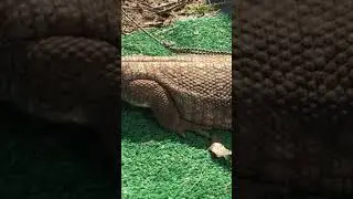 Pet dinosaur aka monitor lizard