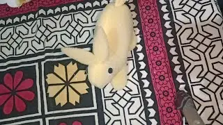 How to make sponge beautiful and 🐇 rabbit