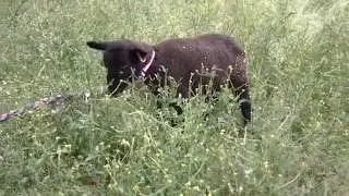 Introducing our new Reg'd Suffolk Ram Lamb