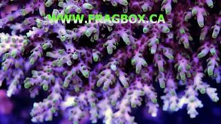 Fragbox corals delivers beautiful coral to your door