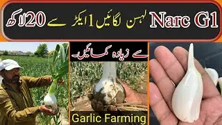 Earn 20 Lack Per Acre Grow (NARC G-1)-Elephant Garlic-AZHAR JAHANGIR AZEEMI