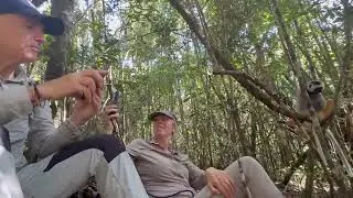 Madagascar: Mantadia NP - Diademed Sifaka too close to photograph!