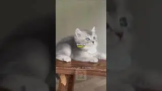 Charlie the Curious Cat's Hilarious TV Adventure | Cats Like To Work #funnycats #catstory #catlover