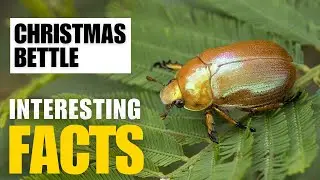 Amazing facts of Christmas Beetle | Interesting Facts | The Beast World