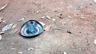 Effortless Bird breeding system (the African free way)