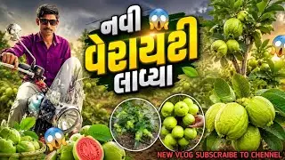 👉 નવી વેરાયટી લાવ્યા 😎 | Apple guava variety | apple guava plant | apple guava tree 