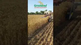Tractor Front Mounted Reaper Binder #greenland #reaperbinder #bigbull #sanedo #rotavator #trending