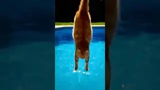 8 Seconds of Panic &ndash; The Cat&rsquo;s Unexpected Dive #cat #animalrescue #animals