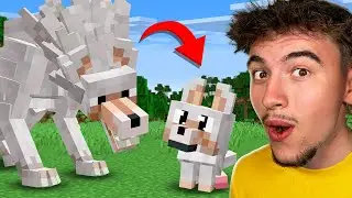 J’ai Évolué de BÉBÉ à Loup ALPHA sur Minecraft !