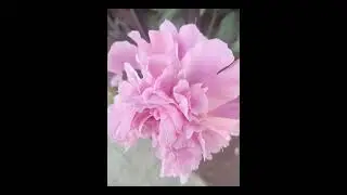 Мое посвящение ушедшим родным и близким.