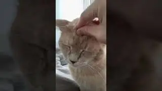 purring??? Or snoring???