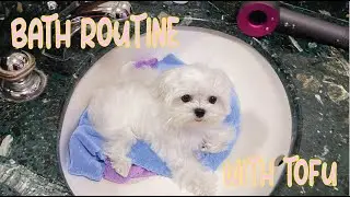 HOW WE BATHE OUR MALTESE PUPPY AT HOME | Teacup Maltese Bath Routine, How to bathe a white dog