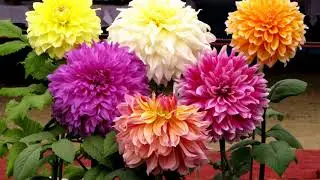 Beautiful dahlia flowers (HD1080p)