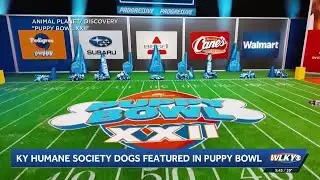 Kentucky Humane Society pups competing in Puppy Bowl