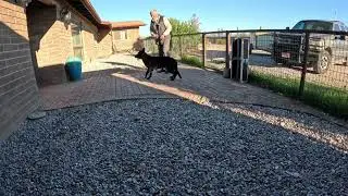 Introducing Remote Collar training my German Shepherd sit and down Part 1