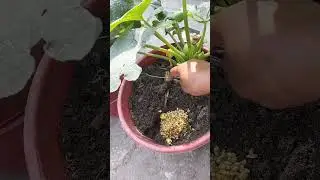 organic farming #shortsvideo #gardening #easyfarming #organicfarming