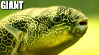 Giant Freshwater Pufferfish Facts: MBU PUFFERFISH | Animal Fact Files
