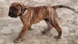 12wk Renascence Bulldogge Ogryn's 1st Off Leash Hike (2 of 2)